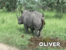 rhino poop gif|Rhino Pooping GIF .